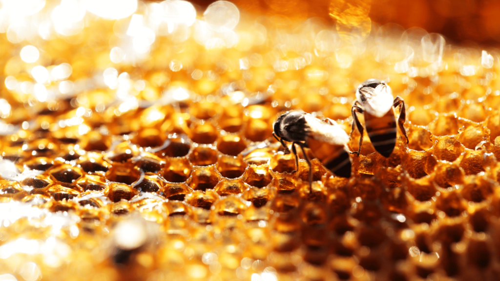 bee propolis
